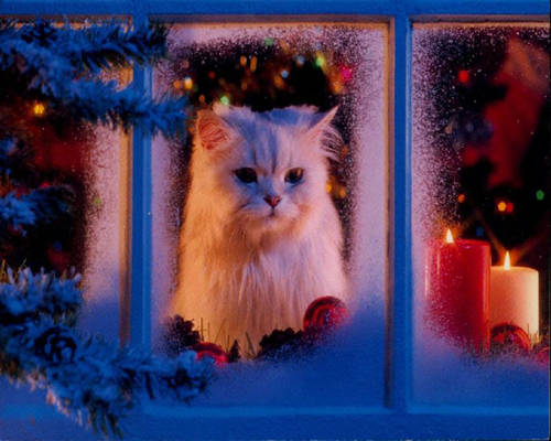 christmas cat wallpaper