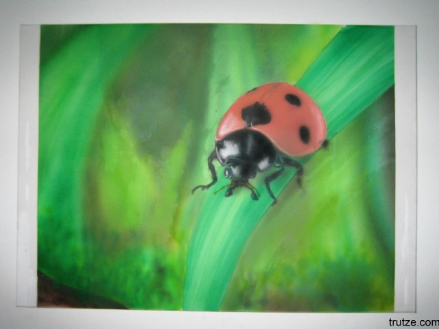 ladybird