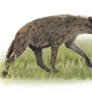 Hyena 2011008