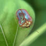2011056...tortoise beetle