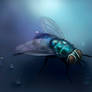 the blue fly