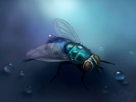 the blue fly