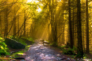 Fingers of Light by Sigfodr Fingers of Light by Sigfodr