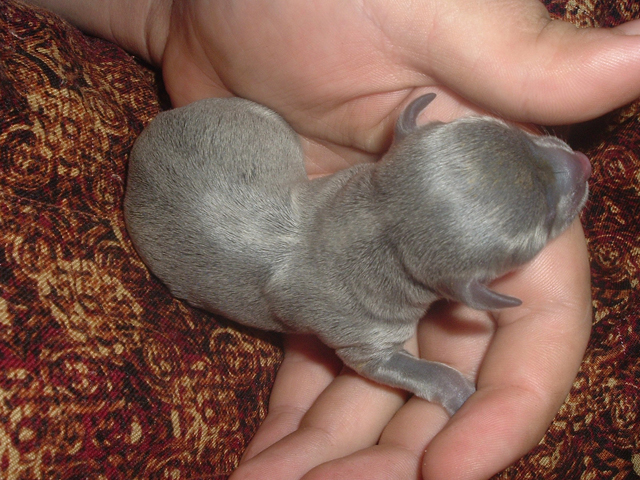 Baby chihuahua