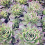 Succulents