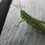 Grasshopper xD