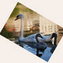 Swan with fledglings