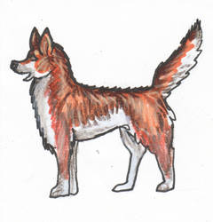 Azrelir the Male Red Wolf WolfArt Dog WolfDog