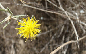 Tiny desert flower 1