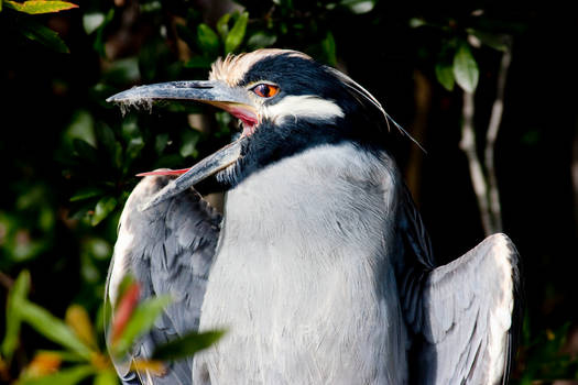 1833Yellow Crowned Night Heron