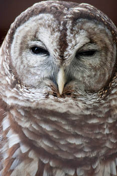 Barred Owl