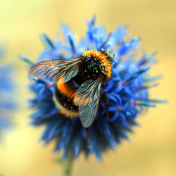 Bumble Bee by Adam-F