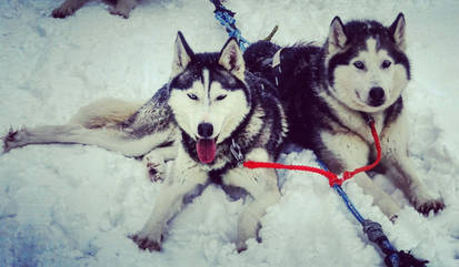 Huskies