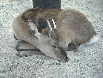 Deer at Miyajima