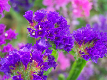 Limonium