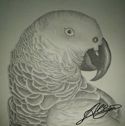 African Grey