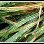 Wet Grass 2