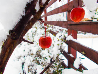 Winter little apples