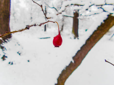 Wild Brier in  the Winter