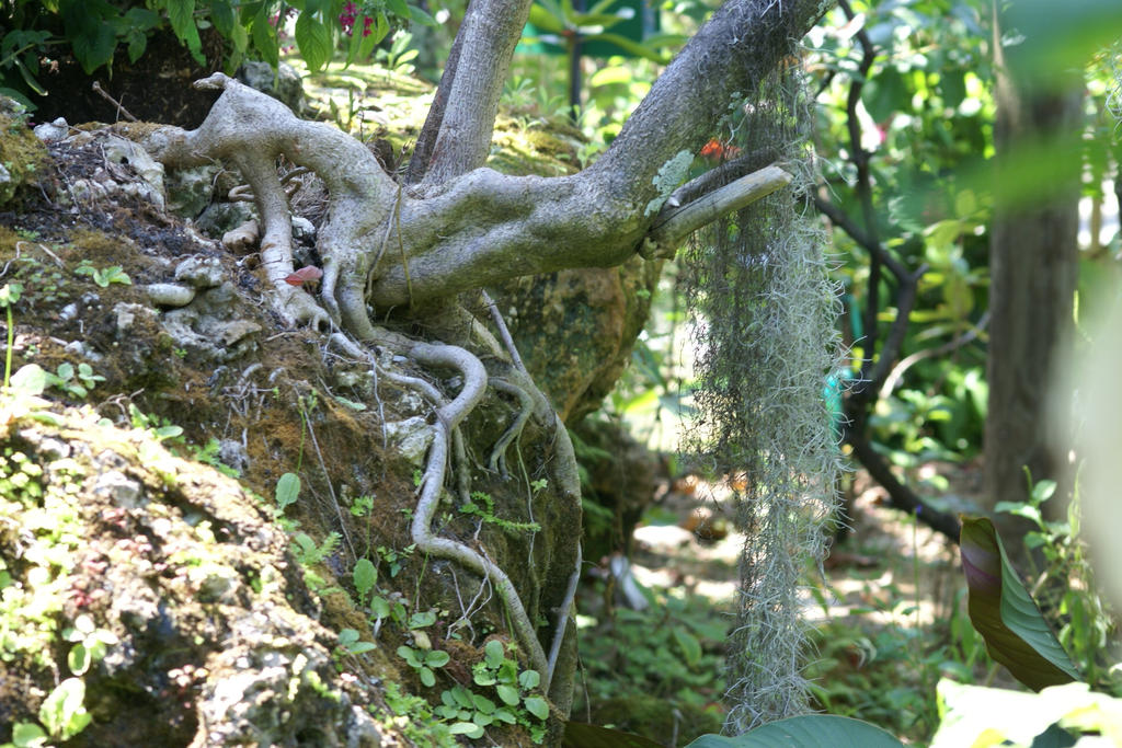 Beneath the Spanish Moss