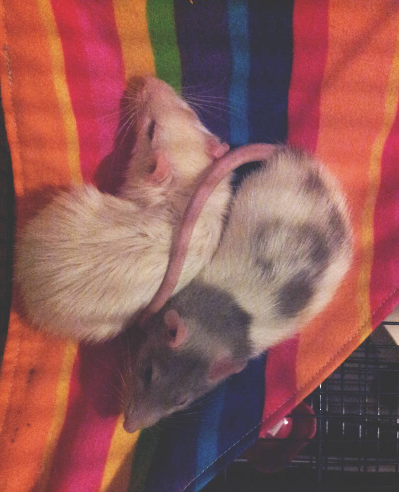 Rainbow rats. by Misomu on DeviantArt