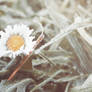 Winter Daisy