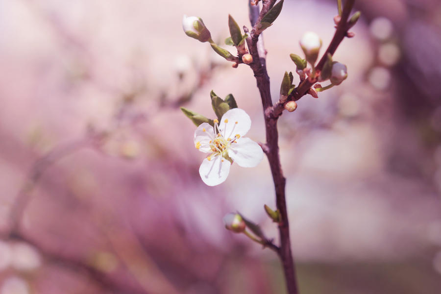 Amazing Flower