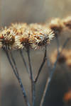 Thistle by LindasAdventure