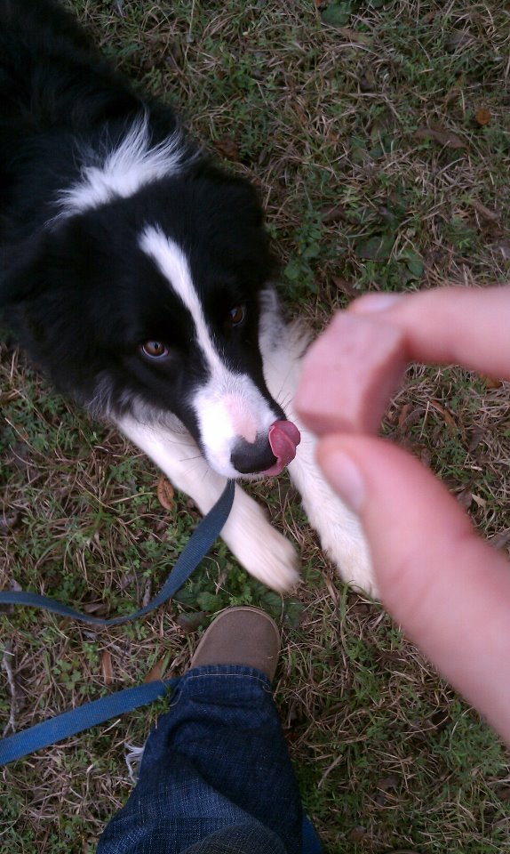 Border Collie with Hungry Eyes