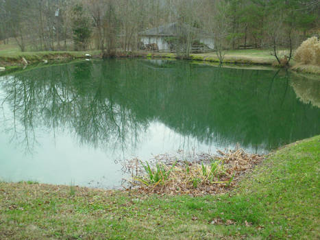 the pond