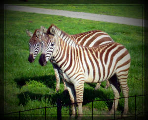 Zebra!!! XD