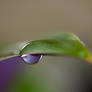 A Drop of Purple