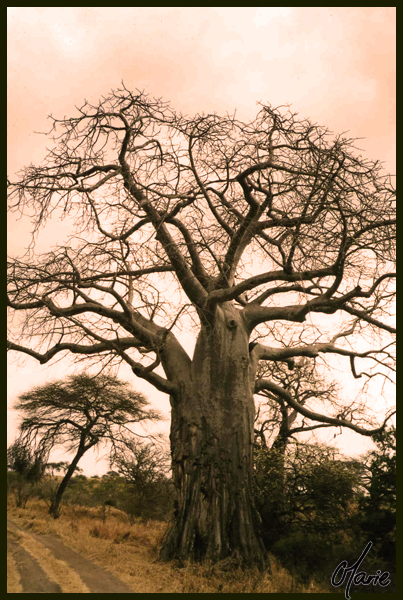 Baobab