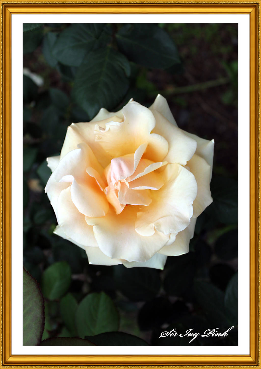 Flower 2947 ACDE by SirIvyPink