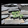 Stone Wall Plant Art 3664AA