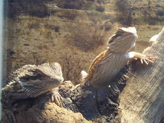 My little beardies just chilling