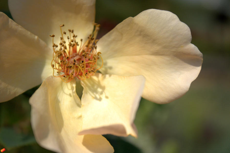 Denver Botanical Gardens VII