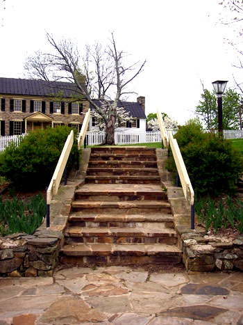 Stairway to a Tree