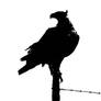 Silhouette of White tailed eagle