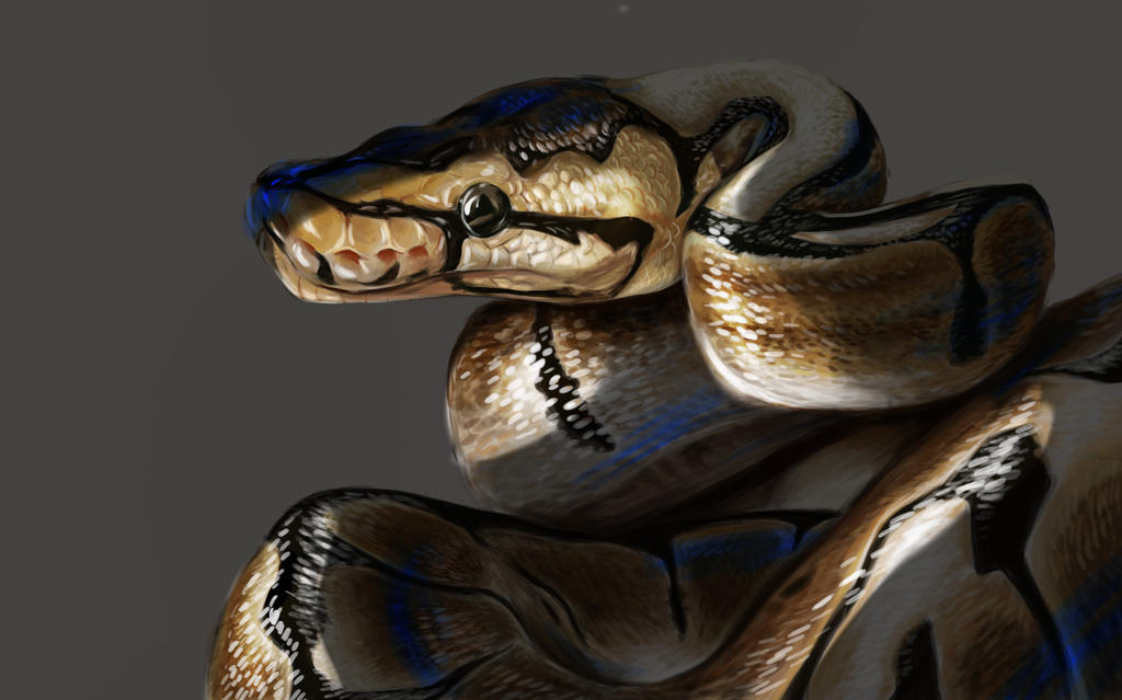 Sidelight Ball python by thecrystaldragonnest on DeviantArt