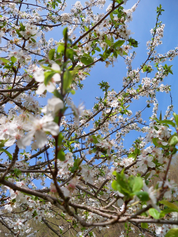 Spring tree