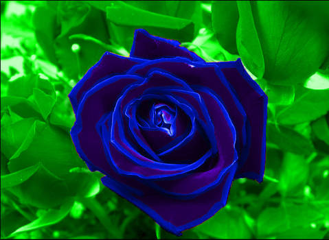 Blue purple rose