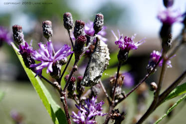 Flutterbyes and Flowers no.4