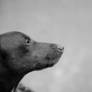 Dog BW 1