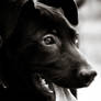 Dog BW 4