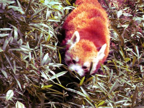 Red Panda 3