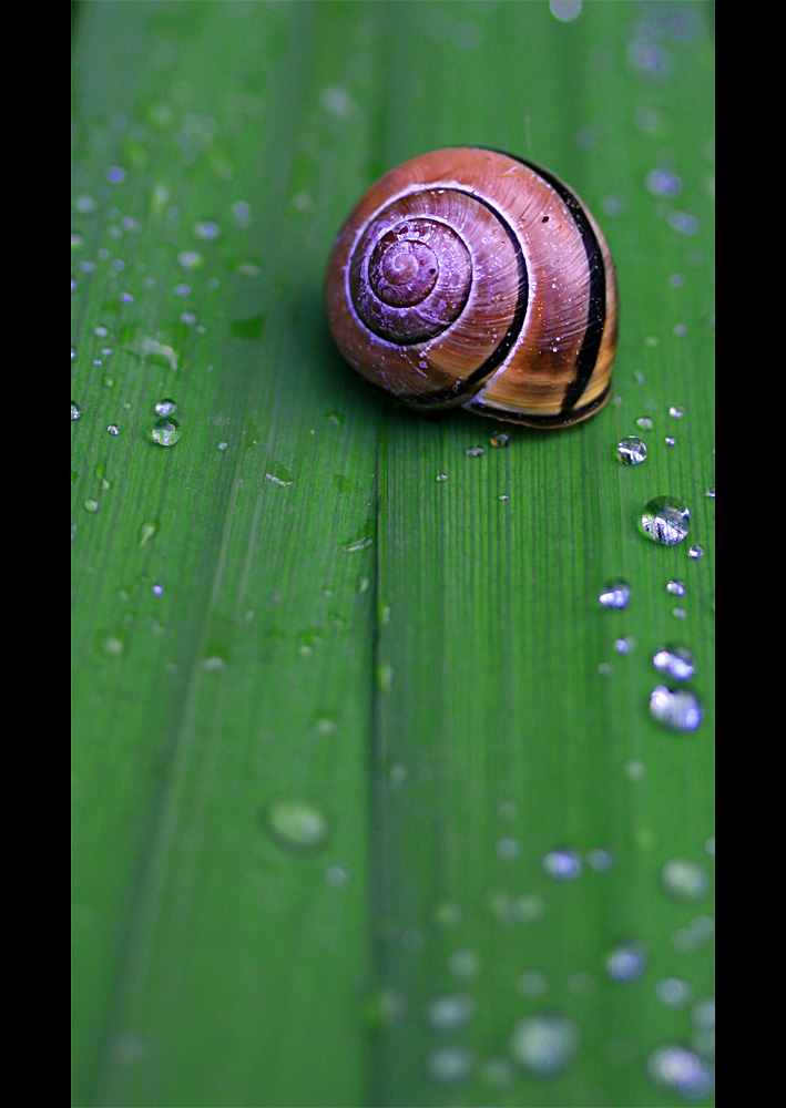 Snail