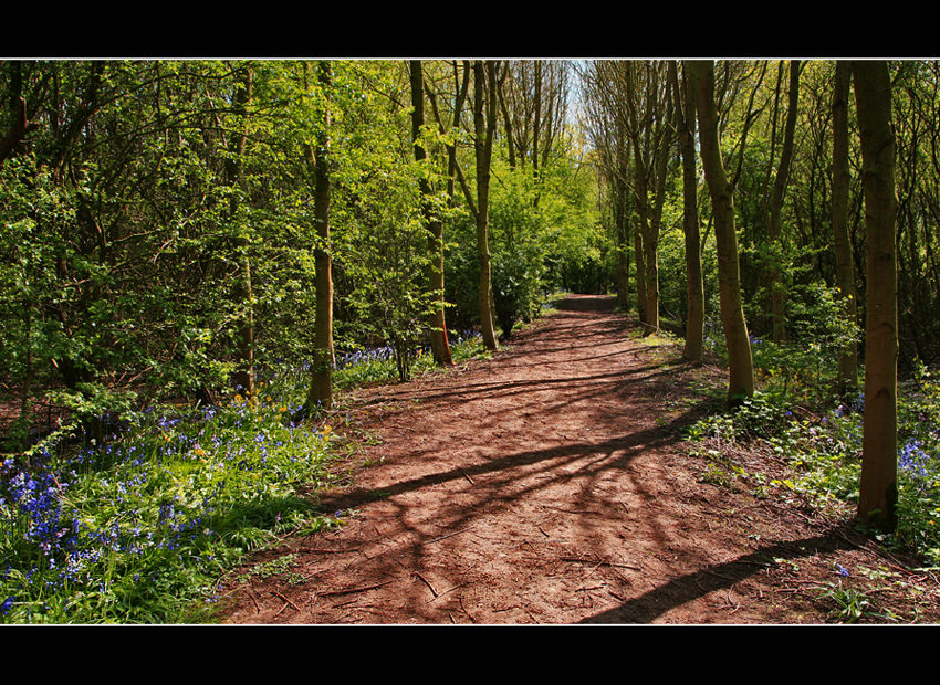 Bluebell Walk