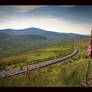 Foxgloves On Snowdon