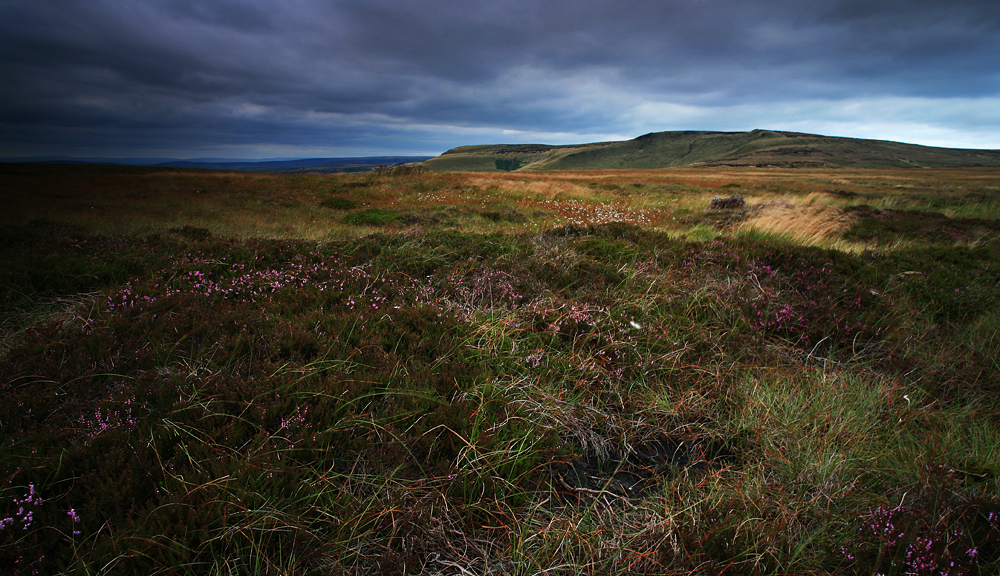 Shelf Moor